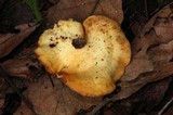 Pseudofavolus cucullatus image
