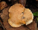 Pseudofavolus cucullatus image