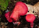Fistulina guzmanii image