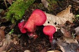 Fistulina guzmanii image