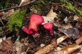 Fistulina guzmanii image