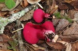 Fistulina guzmanii image