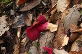 Fistulina guzmanii image