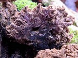 Ionomidotis irregularis image