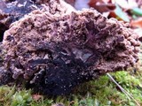 Ionomidotis irregularis image