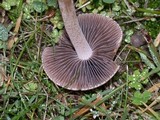 Panaeolus cinctulus image