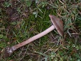 Panaeolus cinctulus image