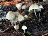Mycena subcana image