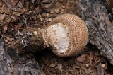 Echinoderma asperum image