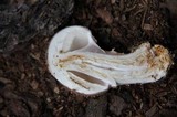 Echinoderma asperum image