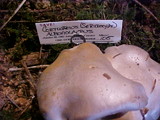 Cortinarius alboviolaceus image