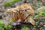 Marasmius wynnei image