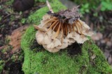 Marasmius wynnei image