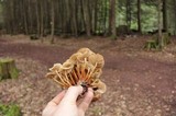 Marasmius wynnei image