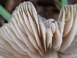 Entoloma rhodopolium image