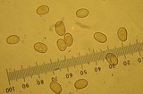 Inocybe rimosa image
