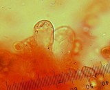 Inocybe rimosa image