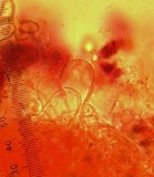 Inocybe rimosa image