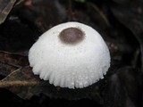 Leucocoprinus brebissonii image
