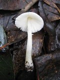 Leucocoprinus brebissonii image