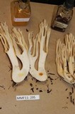 Ramaria acrisiccescens image