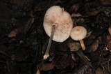 Armillaria mexicana image