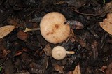 Armillaria mexicana image