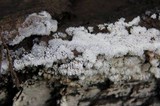 Ceratiomyxa fruticulosa var. fruticulosa image