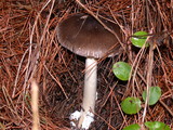 Amanita pachycolea image
