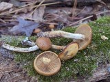 Agrocybe firma image