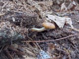 Agrocybe firma image