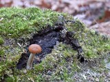Agrocybe firma image