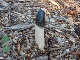Phallus ravenelii image