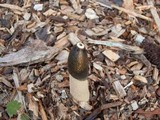 Phallus ravenelii image