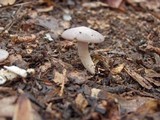 Hygrocybe lacmus image