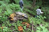 Pholiota squarrosa image