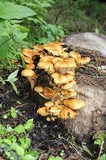 Pholiota squarrosa image