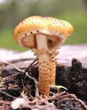 Pholiota squarrosa image