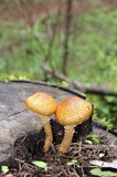 Pholiota squarrosa image