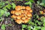 Pholiota squarrosa image
