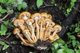 Pholiota squarrosa image