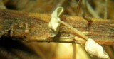 Marasmius epiphyllus image