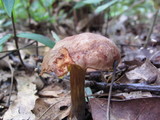 Aureoboletus auriporus image