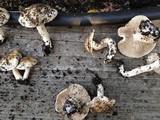 Hebeloma crustuliniforme image