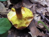 Aureoboletus auriporus image