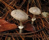 Psathyrella longistriata image