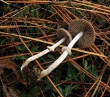 Psathyrella longistriata image