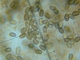 Psathyrella longistriata image