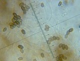 Psathyrella longistriata image