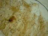 Psathyrella longistriata image